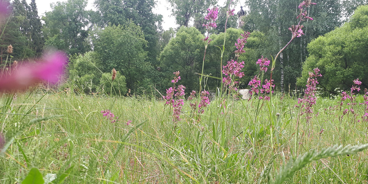 «Зеленый щит» спасет владимирские деревья от вырубки, но не везде