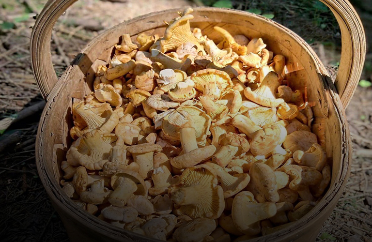 Самые грибные места области по версии тихой охотницы из Владимира