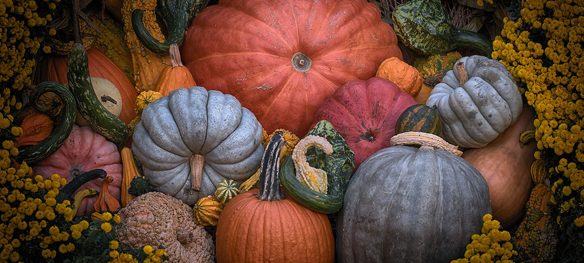 Кулинарный ответ: Что делать с тыквой после Хэллоуина