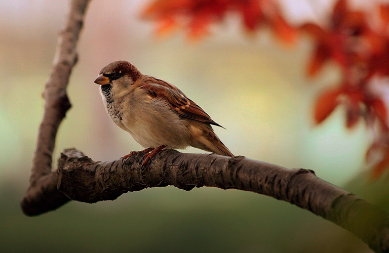 Поиграем в орнитологов: узнайте птиц по голосам!
