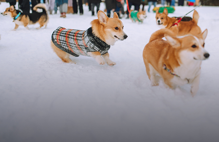 Догсвоп-пати с «когтетюром» и пушистые выходные – события этой весны от создателей коргитусы