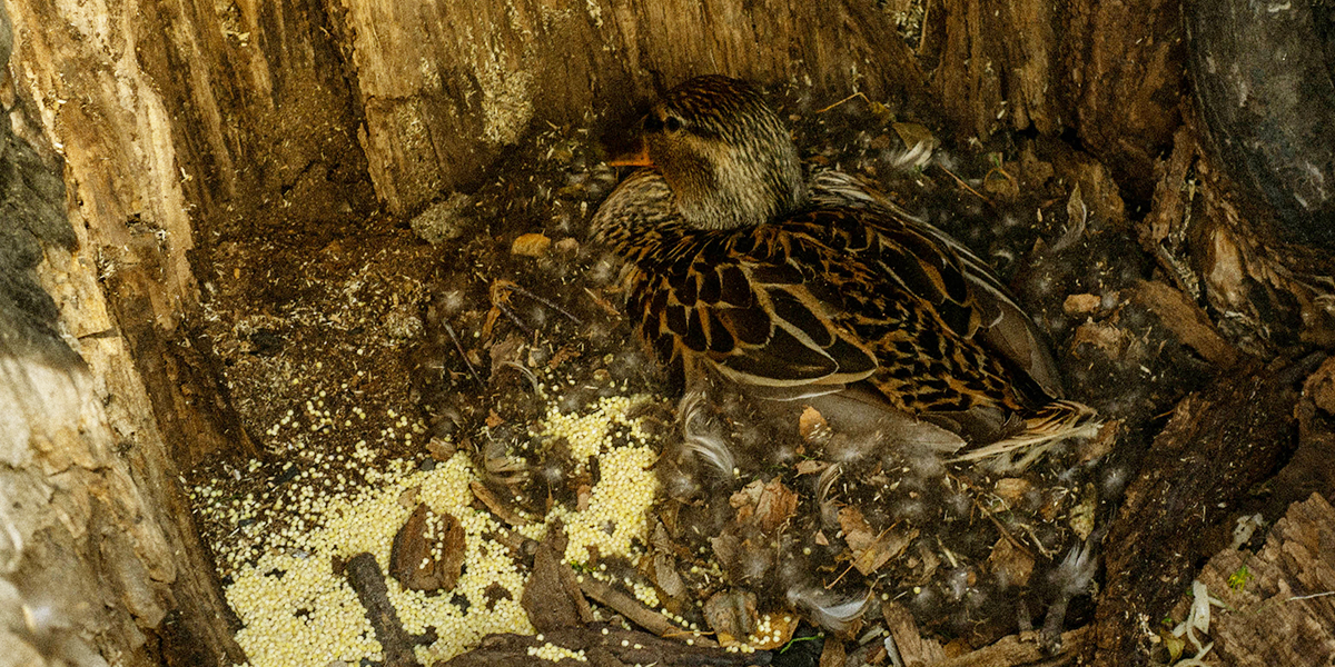 Утка в дупле, или Почему нельзя тревожить дикую птицу в парке Пушкина