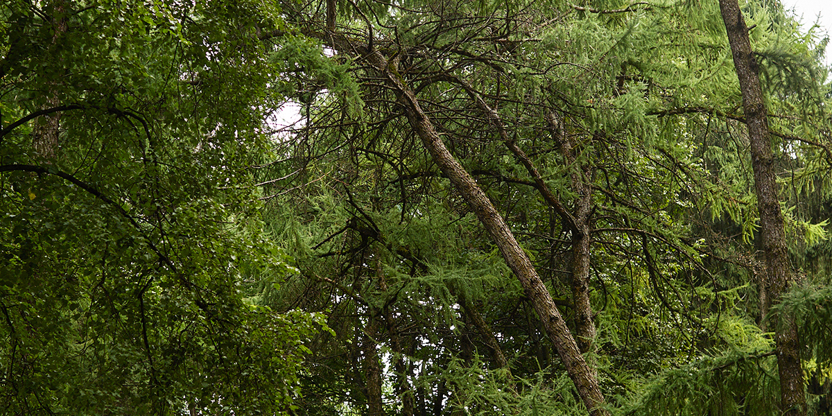 Долина пеньков и сухостоя: в Центральном парке по-прежнему полно аварийных деревьев