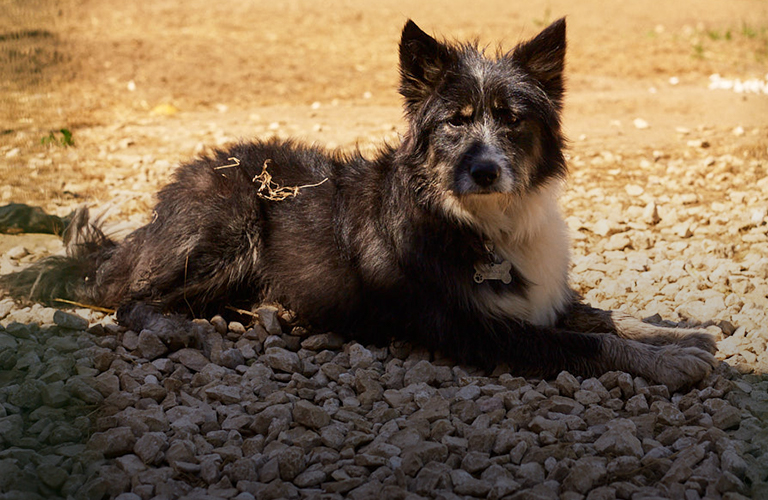 Во Владимире появится SOS-вагончик для стерилизации и лечения бездомных животных