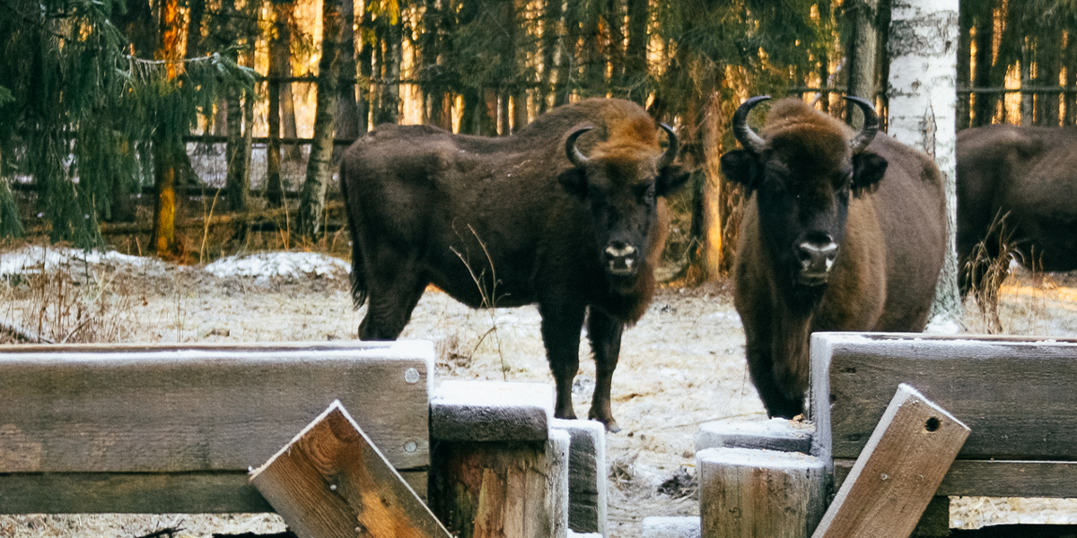 Идет бычок, качается. Ищем символ наступившего года в 33-м регионе