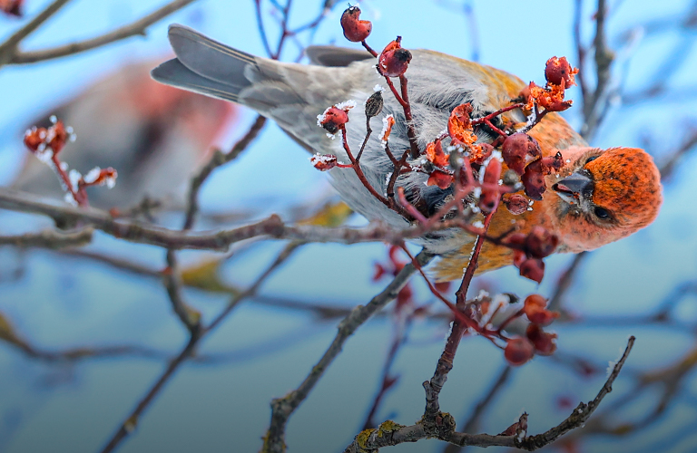 Таежная птица щур, башня в серебре и дубак-челлендж: самые красивые кадры студеной поры