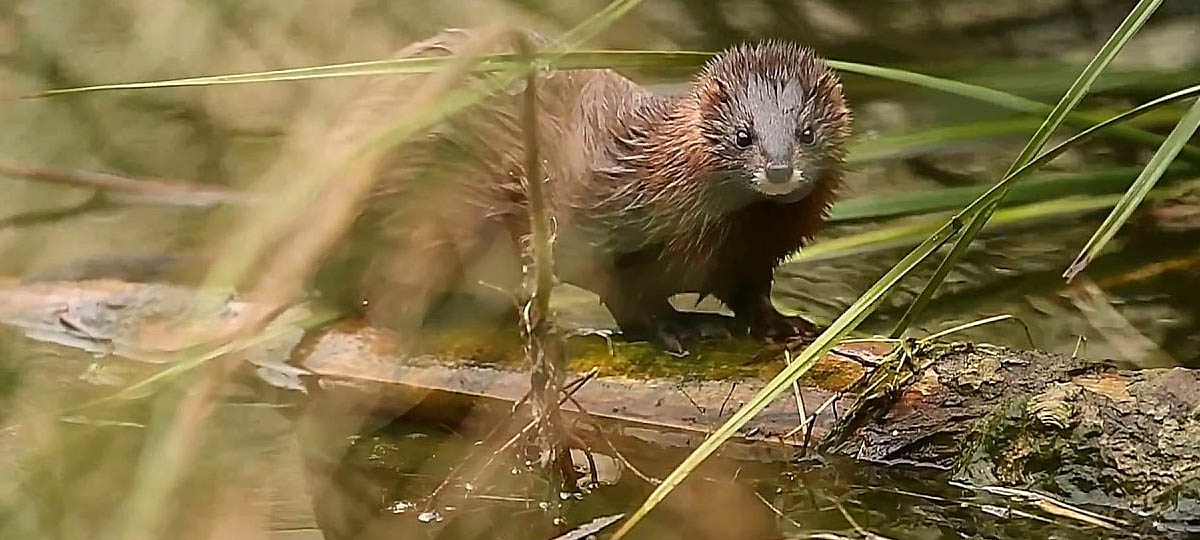 Зубры, олени, лоси: Кого еще можно встретить во владимирских лесах?