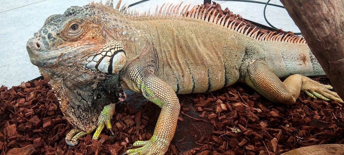 Зверский отряд: Экзотические истории из Патриаршего сада