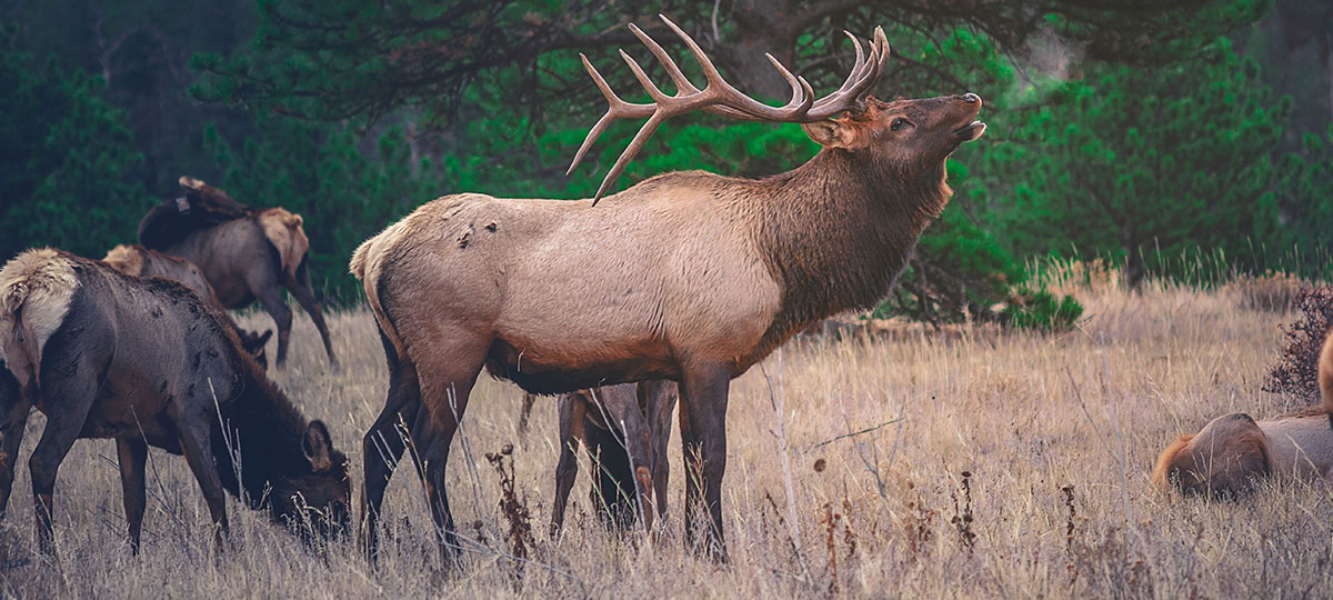 Звери и птицы, которых можно встретить в парке “Дружба”