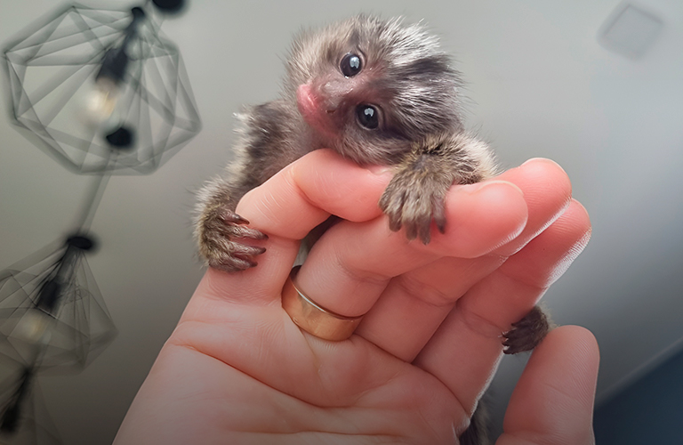 «Мать обезьян»: владимирский зооволонтер выкормила крошечного примата весом 32 грамма