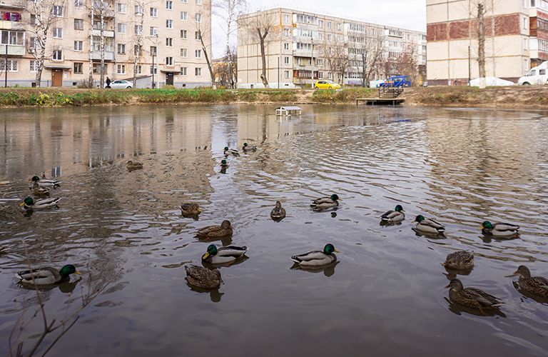 Деревянные пирсы, десятки уток и новая спортплощадка. Как преобразился Платоновский пруд?