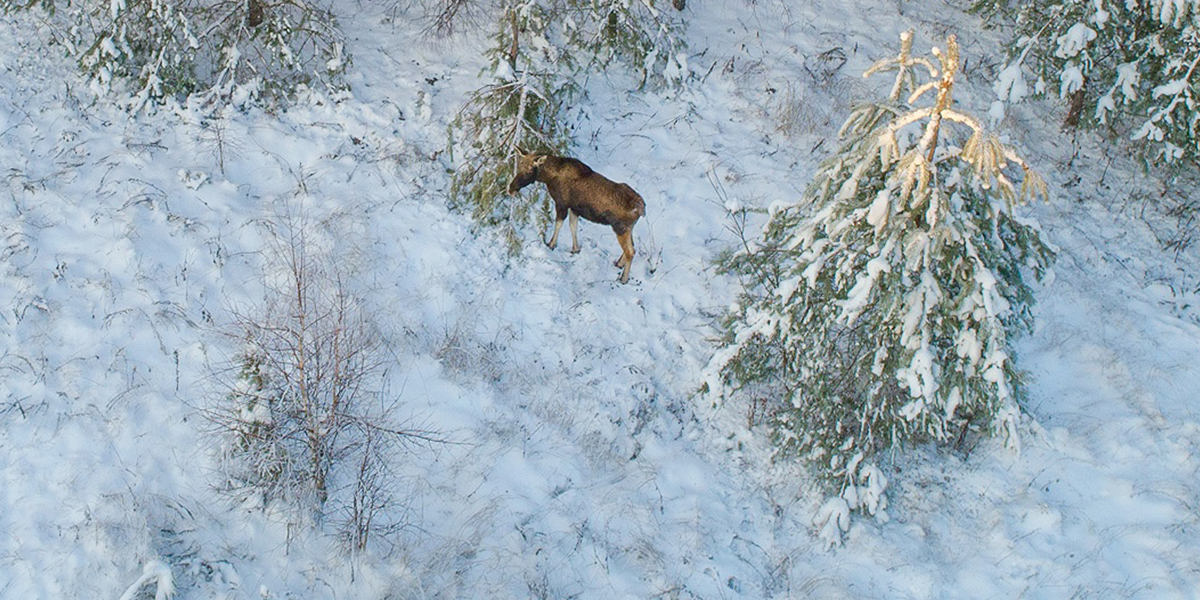 «Я всегда хотел снять именно лося»: житель Владимира о нюансах фотоохоты