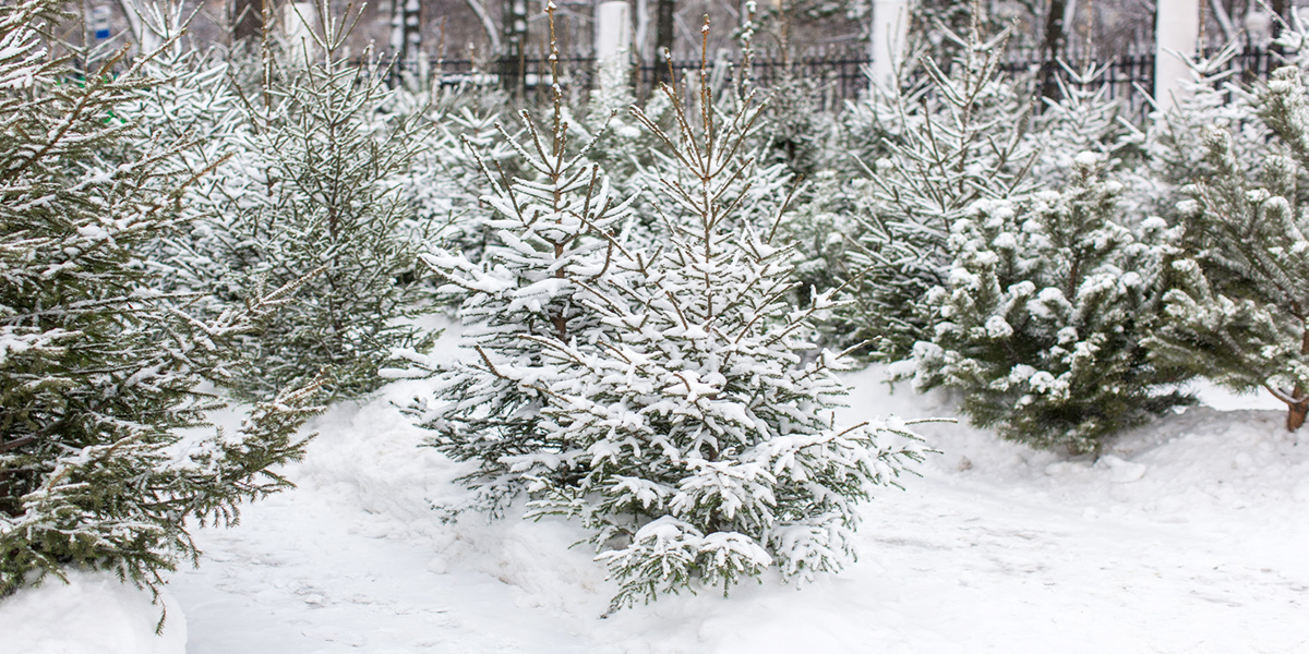 Выбираем новогоднюю елку по правилам. Рекомендации Роспотребнадзора