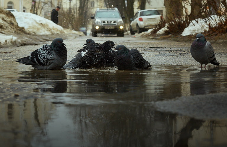 Апрельский флёр: аномальное потепление в 33-м регионе будет затяжным и дождливым