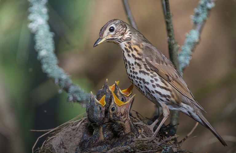 Над гнездом коршуна. Лучшие кадры киржачского фотографа-анималиста