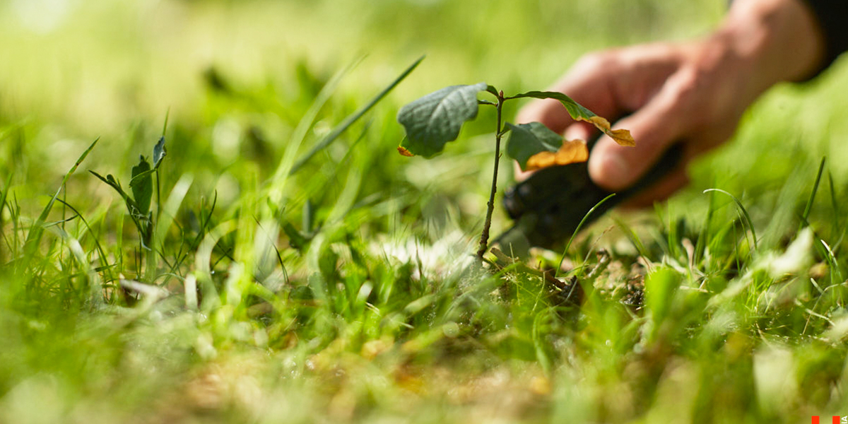 Высадил более 300 дубов за 15 лет! Владимирский велонатуралист продолжает озеленять планету