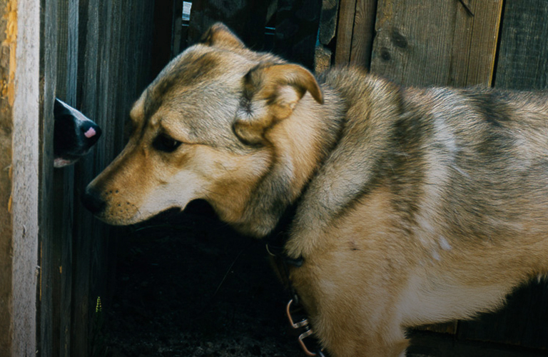 «Мы уже четвертые в области, кому перекрывают кислород!» Приюты для животных на грани закрытия