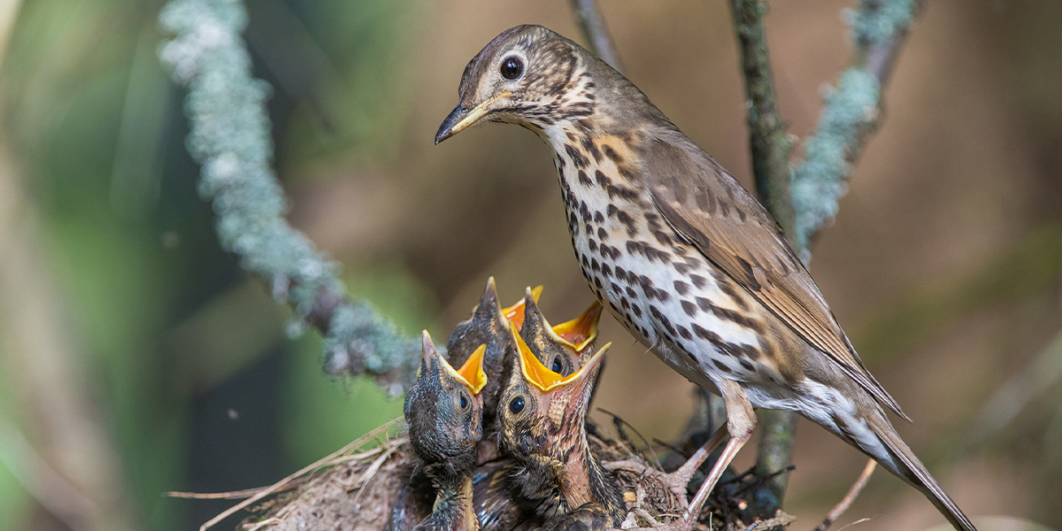 Над гнездом коршуна. Лучшие кадры киржачского фотографа-анималиста