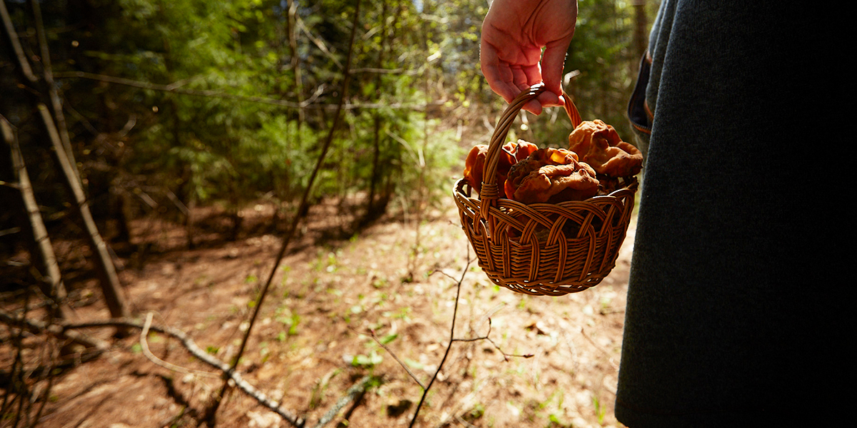 «Молодильное яблочко» и деликатесный сморчок. Отправляемся в лес в компании грибника-блогера