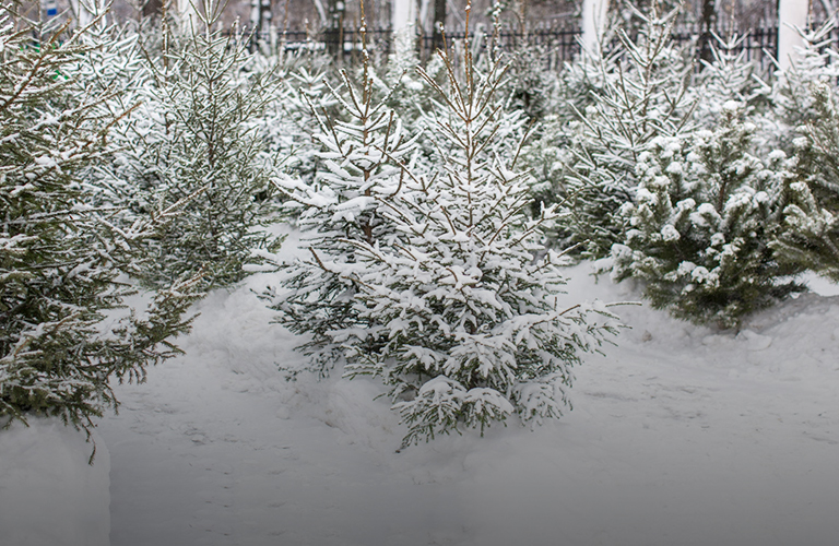 Выбираем новогоднюю елку по правилам. Рекомендации Роспотребнадзора