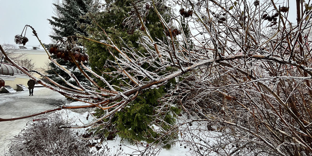 «Хрустальные» последствия ледяного дождя в области. Чего ждать от погоды дальше