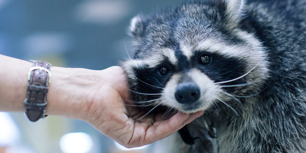 Как мини-зоопарки Владимирской области держатся без посетителей