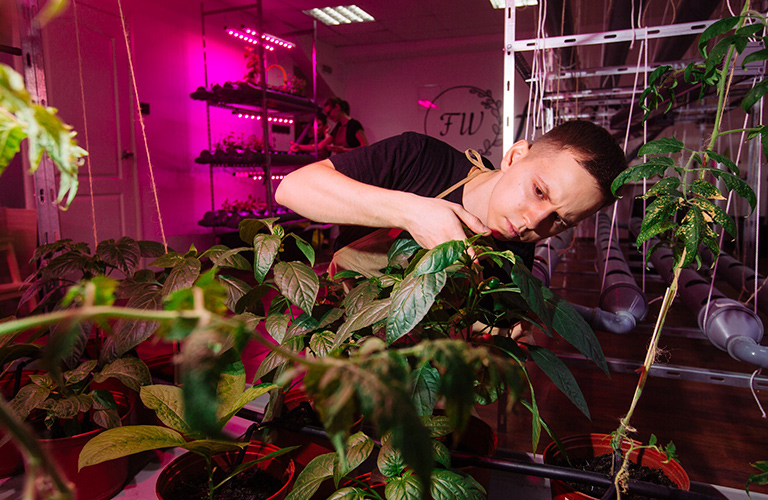 Сок витграсса, микрозелень и новая культура потребления владимирских сити-фермеров