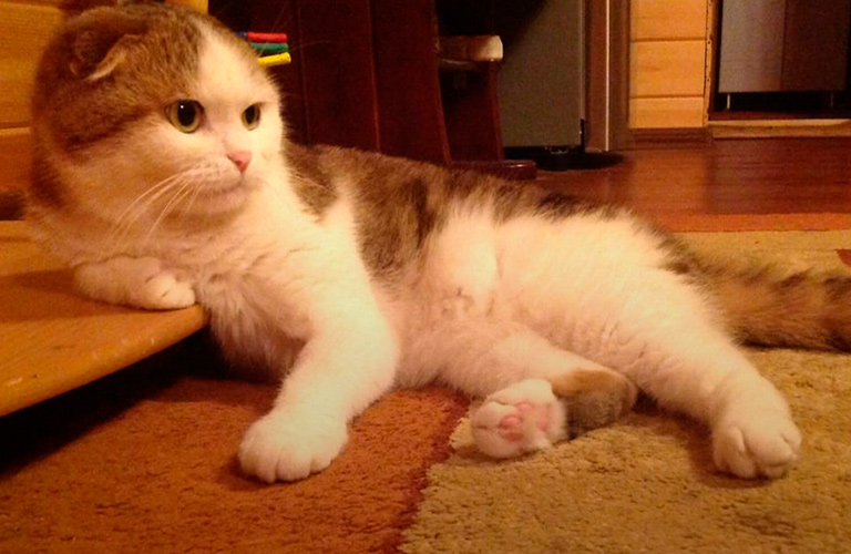 Владимирец о жизни с «загружающимся» котом — основополагающим мемом 2020 года