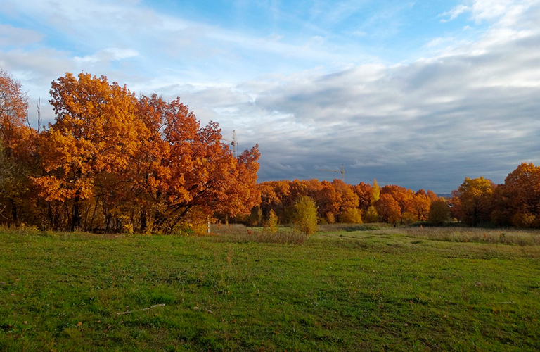 Истории о «Дружбе», или Почему важно спасти парк