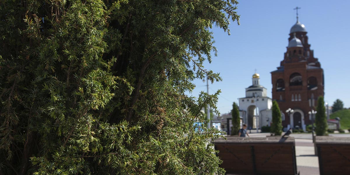 Ландшафтный дизайнер дала оценку новым объектам озеленения во Владимире