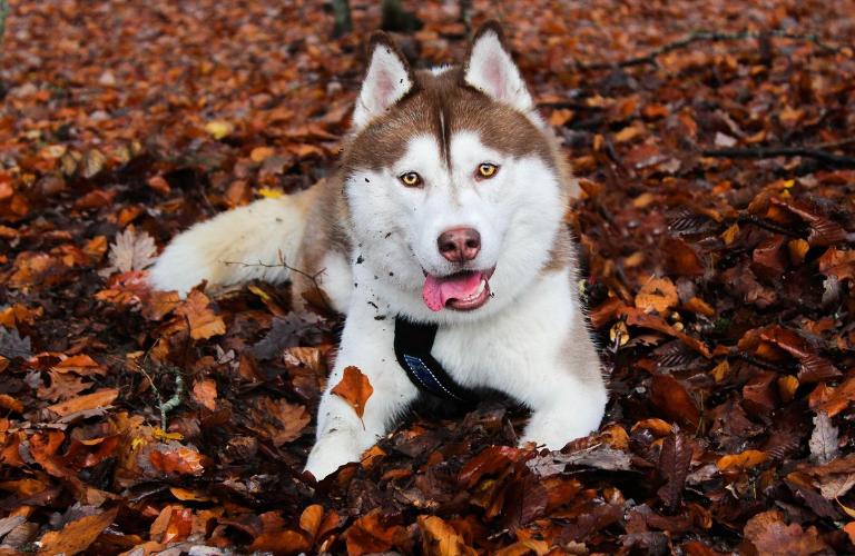 Новый «Дом северной собаки»: Кемпинг, ферма и эко-туры под Петушками