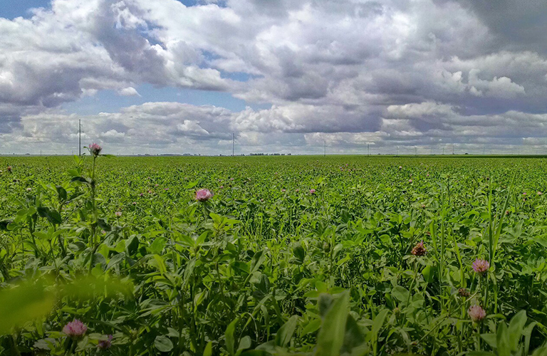 Сельские пасторали: итоги онлайн-голосования в конкурсе «Самая красивая деревня»