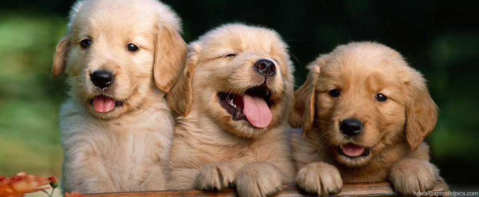 Счастливые истории^ бездомных щенков во Владимире