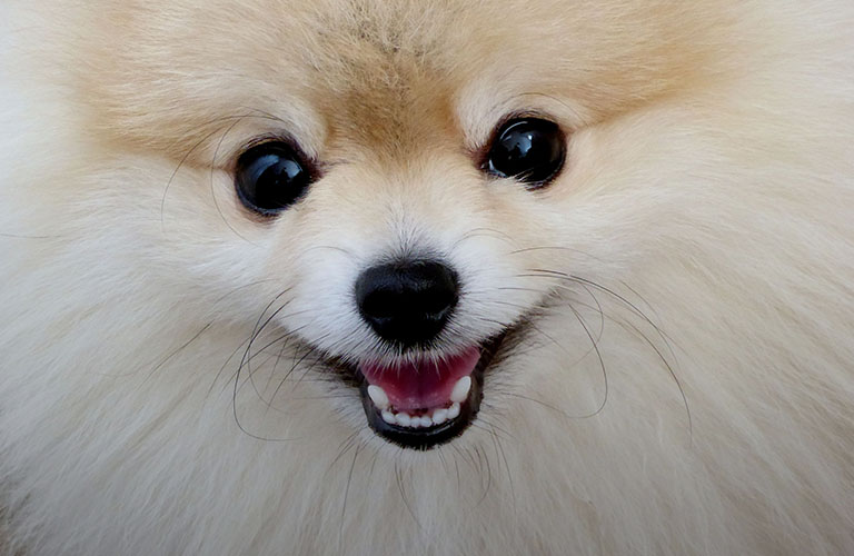 Футболист Дзюба подарил муромской девочке щенка