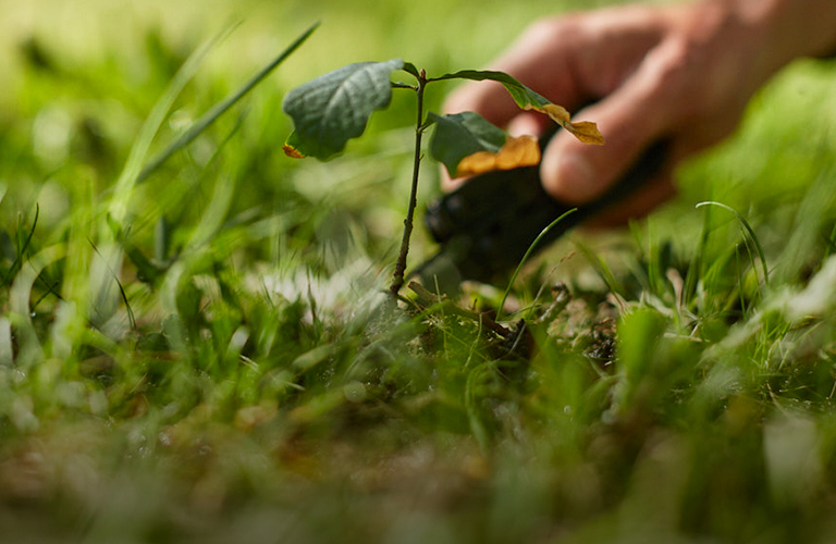 Высадил более 300 дубов за 15 лет! Владимирский велонатуралист продолжает озеленять планету