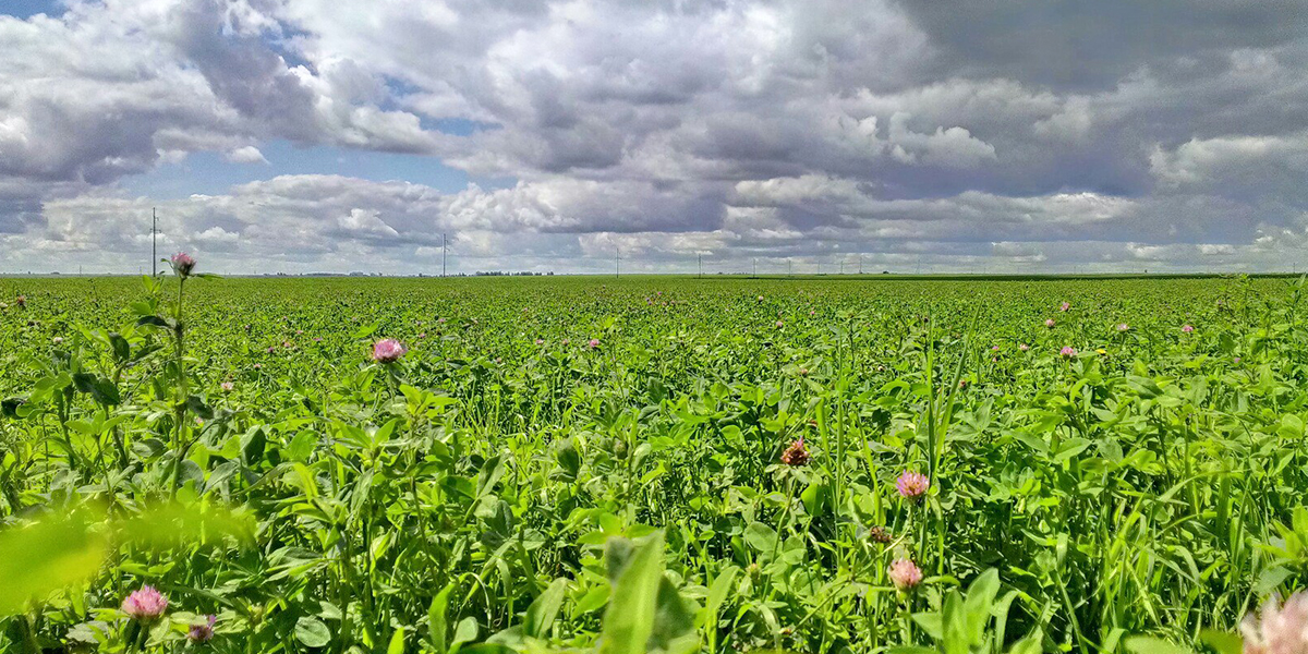Сельские пасторали: итоги онлайн-голосования в конкурсе «Самая красивая деревня»