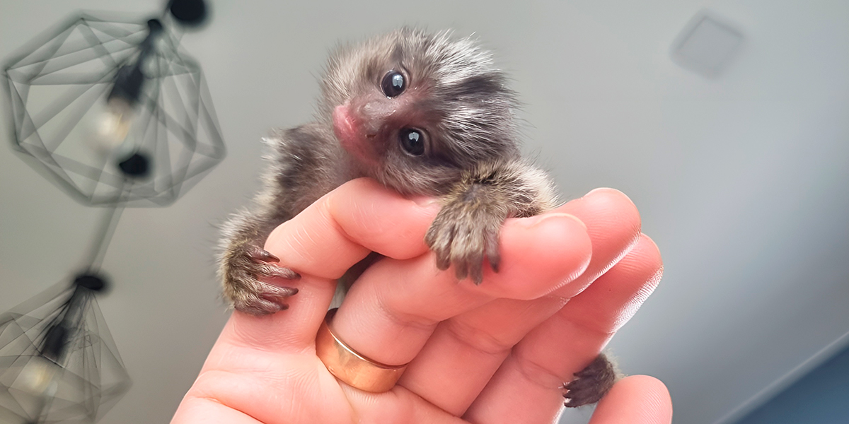 «Мать обезьян»: владимирский зооволонтер выкормила крошечного примата весом 32 грамма