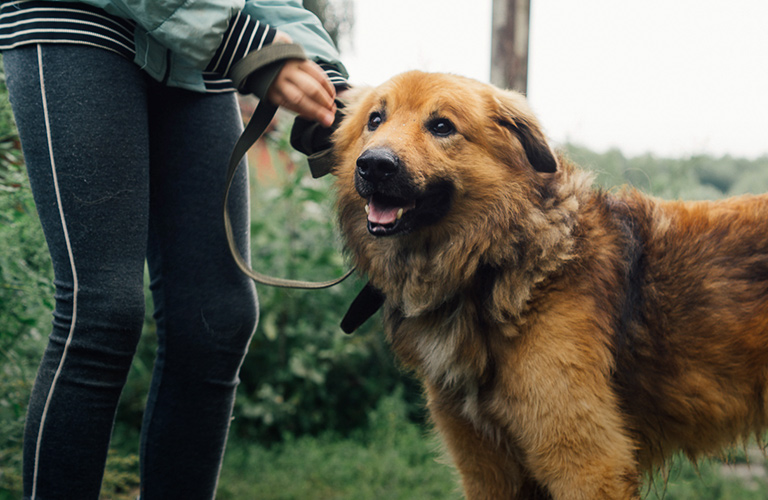Владимирцы могут помочь «Дому северной собаки» и другим приютам для животных