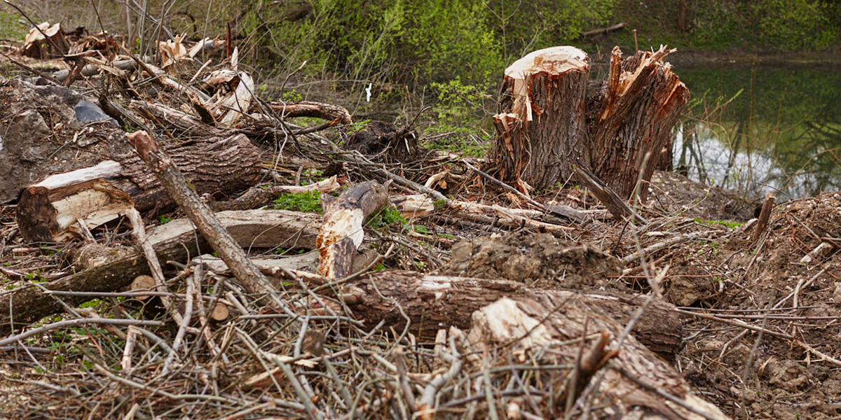 «Владимиру нужны тысячи деревьев»: урбанисты запустили проект по озеленению города