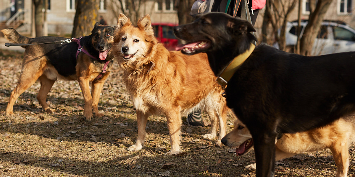 По «Дороге добра»! Под Владимиром построят новый приют для бездомных животных