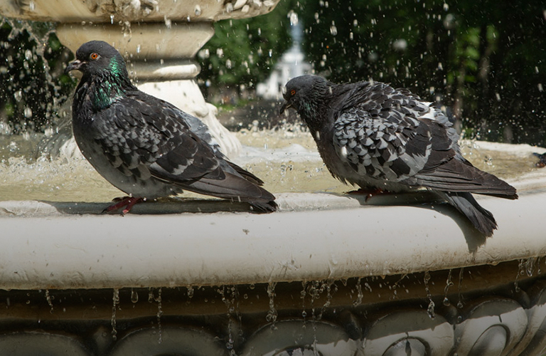 Август опять переобулся. Лето в 33-м регионе все-таки задержится!