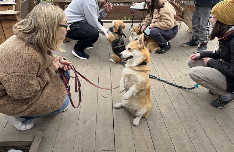 Непонятая вечеринка, или Как прошла дебютная догсвоп-пати в центре города
