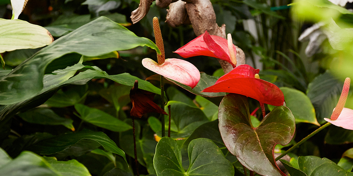 Тропики посреди зимы! Три самых зелёных локации во Владимире