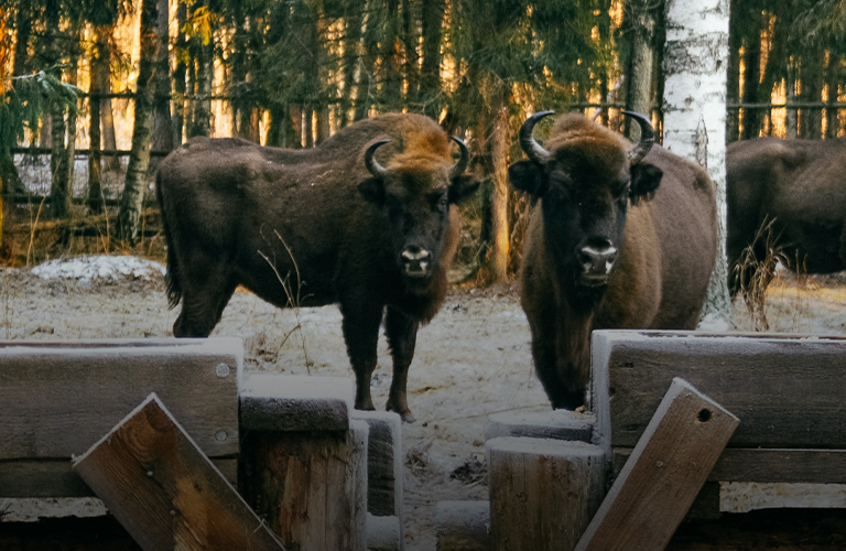Идет бычок, качается. Ищем символ наступившего года в 33-м регионе