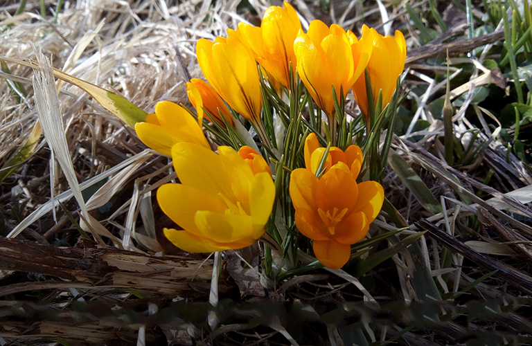 До наступления штормовой погоды из-за небывалого тепла в марте распустились первоцветы