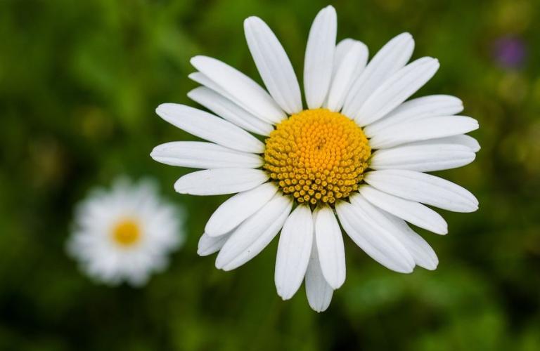 В Муроме может появиться гигантская ромашка