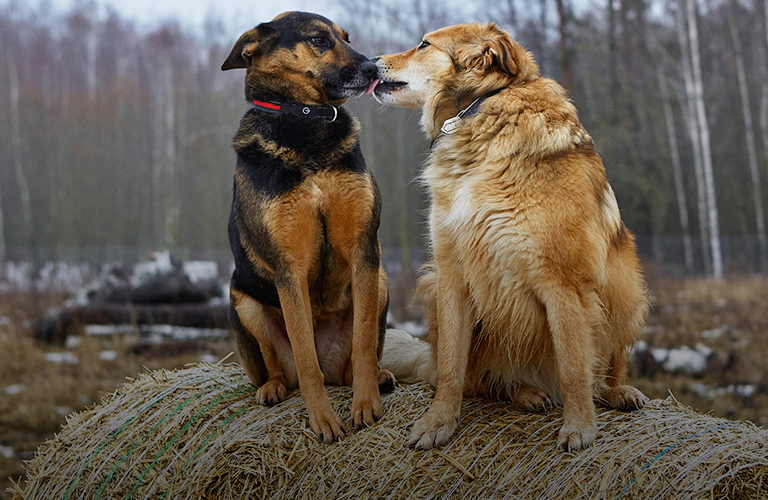 Семейный парк с беседкой и антифестиваль для бездомных собак — на что зоодом потратит 6 миллионов рублей