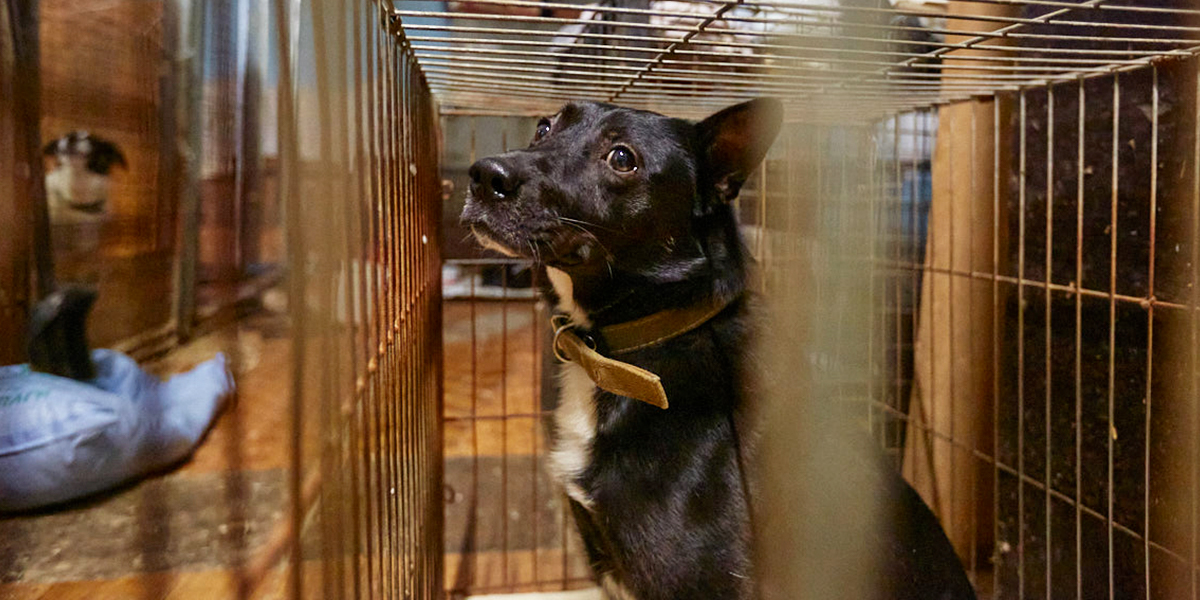 «Мы переезжаем». Приюту для животных «Валента» разрешили перебраться в новый дом