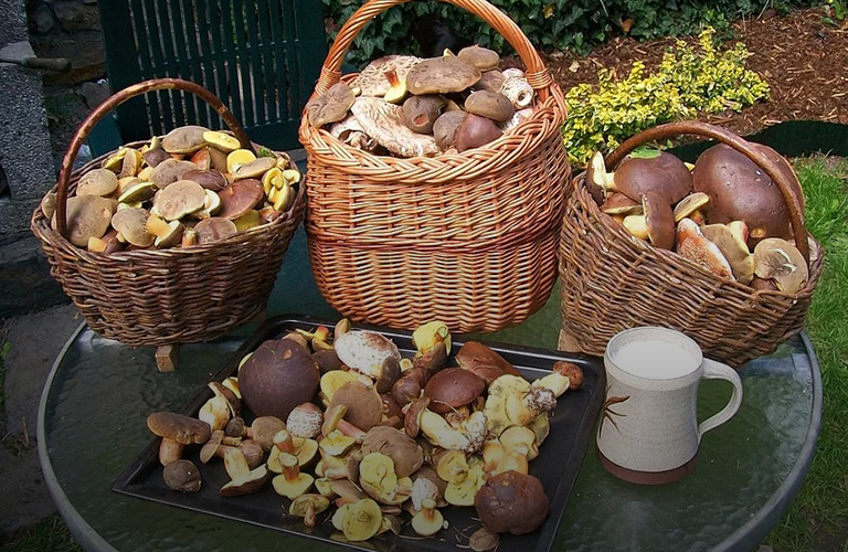 В ожидании грибного бума! Топ-10 мест для тихой охоты в 33-м регионе