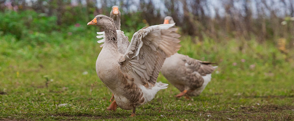 Кому интересны владимирские гуси: сельский туризм в Суздале